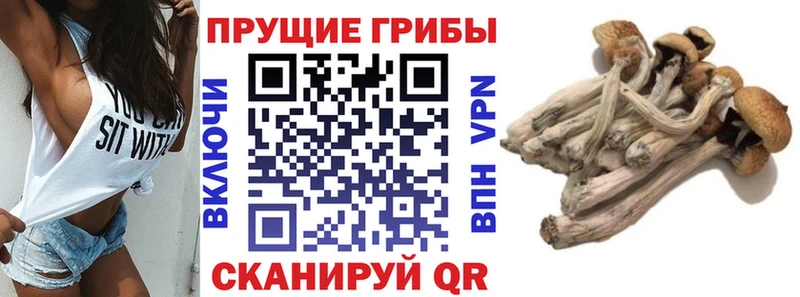 Псилоцибиновые грибы Psilocybine cubensis  Георгиевск 